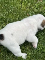 Whitman , a male English Bulldog for sale in Flushing, MI – 9 of 10