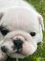 Vanilla Ice, a male English Bulldog for sale in Flushing, MI – 2 of 10