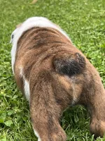 Tank, a male English Bulldog for sale in Flushing, MI – 9 of 10