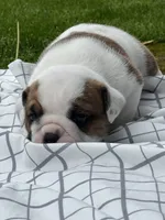 Cowboy Crunch , a male English Bulldog for sale in Flushing, MI – 6 of 10