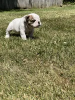 Whitman , a male English Bulldog for sale in Flushing, MI – 10 of 10