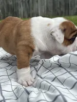ACE of Hearts, a male English Bulldog for sale in Flushing, MI – 5 of 10