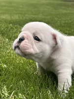 Vanilla Ice, a male English Bulldog for sale in Flushing, MI – 9 of 10