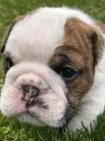 Tank, a male English Bulldog for sale in Flushing, MI – 2 of 10