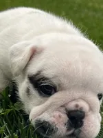 Vanilla Ice, a male English Bulldog for sale in Flushing, MI – 8 of 10