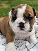 ACE of Hearts, a male English Bulldog for sale in Flushing, MI – 4 of 10