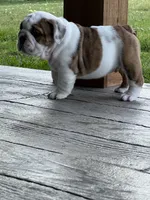 Cowboy Crunch , a male English Bulldog for sale in Flushing, MI – 5 of 10