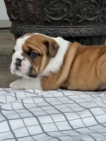 ACE of Hearts, a male English Bulldog for sale in Flushing, MI – 9 of 10