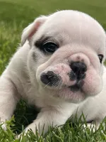 Vanilla Ice, a male English Bulldog for sale in Flushing, MI – 3 of 10