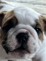Cowboy Crunch , a male English Bulldog for sale in Flushing, MI – 2 of 10