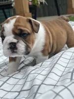 ACE of Hearts, a male English Bulldog for sale in Flushing, MI – 8 of 10