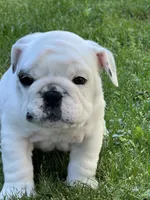 Vanilla Ice, a male English Bulldog for sale in Flushing, MI – 3 of 10