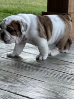 Cowboy Crunch , a male English Bulldog for sale in Flushing, MI – 7 of 10