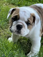 Cowboy Crunch , a male English Bulldog for sale in Flushing, MI – 10 of 10