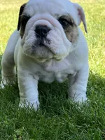Whitman , a male English Bulldog for sale in Flushing, MI – 4 of 10