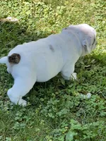Vanilla Ice, a male English Bulldog for sale in Flushing, MI – 4 of 10