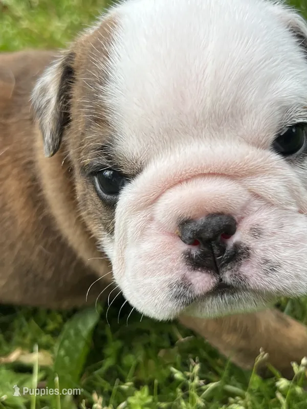 Hercules  – English Bulldog puppy for sale in Flushing, MI