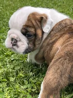Tank, a male English Bulldog for sale in Flushing, MI – 7 of 10