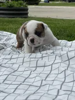 Cowboy Crunch , a male English Bulldog for sale in Flushing, MI – 8 of 10