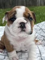 ACE of Hearts, a male English Bulldog for sale in Flushing, MI – 2 of 10