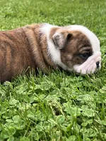 Tank, a male English Bulldog for sale in Flushing, MI – 10 of 10