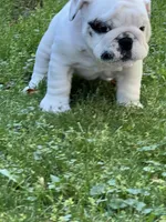 Vanilla Ice, a male English Bulldog for sale in Flushing, MI – 2 of 10