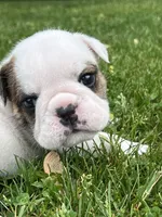 Whitman , a male English Bulldog for sale in Flushing, MI – 6 of 10