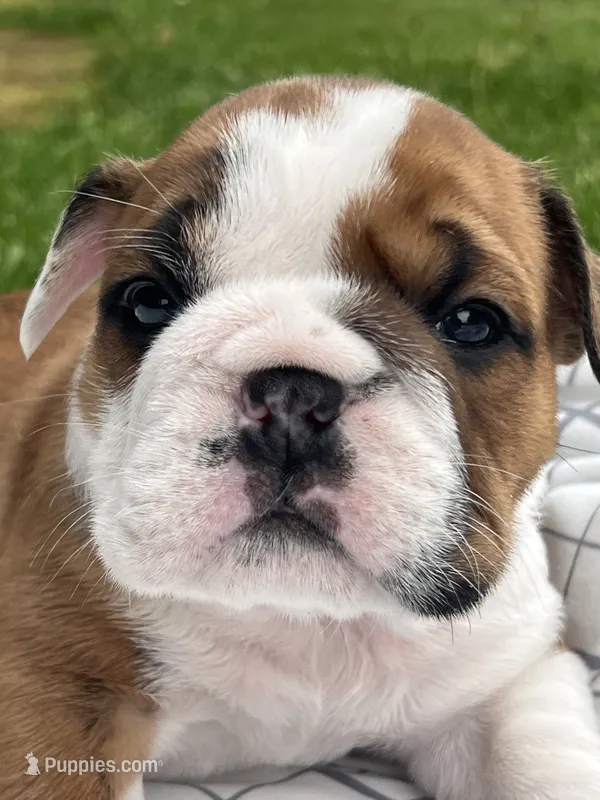 ACE of Hearts – English Bulldog puppy for sale in Flushing, MI