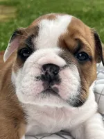 ACE of Hearts, a male English Bulldog for sale in Flushing, MI – 1 of 10
