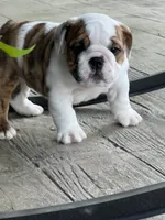 Cowboy Crunch , a male English Bulldog for sale in Flushing, MI – 3 of 10