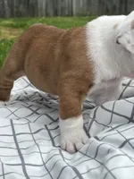 ACE of Hearts, a male English Bulldog for sale in Flushing, MI – 7 of 10