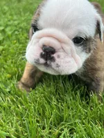 Hercules , a male English Bulldog for sale in Flushing, MI – 7 of 10