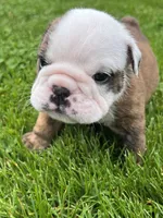 Hercules , a male English Bulldog for sale in Flushing, MI – 2 of 10