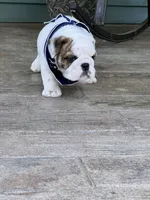 Whitman , a male English Bulldog for sale in Flushing, MI – 2 of 10