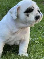 Vanilla Ice, a male English Bulldog for sale in Flushing, MI – 8 of 10
