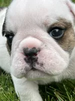 Whitman , a male English Bulldog for sale in Flushing, MI – 2 of 10