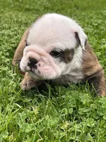 Hercules , a male English Bulldog for sale in Flushing, MI – 5 of 10