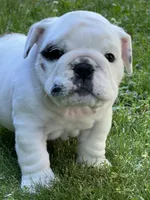 Vanilla Ice, a male English Bulldog for sale in Flushing, MI – 5 of 10
