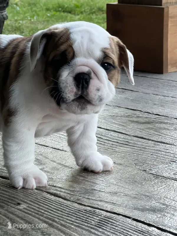 Cowboy Crunch  – English Bulldog puppy for sale in Flushing, MI