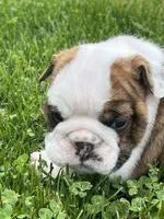 Tank, a male English Bulldog for sale in Flushing, MI – 6 of 10