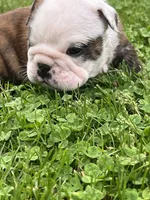 Hercules , a male English Bulldog for sale in Flushing, MI – 6 of 10