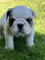 Whitman , a male English Bulldog for sale in Flushing, MI – 7 of 10