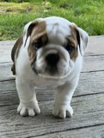 Cowboy Crunch , a male English Bulldog for sale in Flushing, MI – 8 of 10