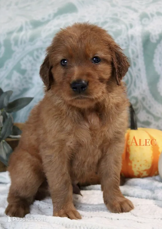 Alec – Golden Retriever puppy for sale in Romulus, NY