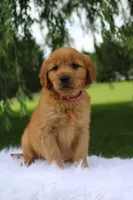 Khloe AKC, a female Golden Retriever for sale in Romulus, NY – 6 of 7