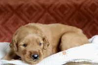Alec, a male Golden Retriever for sale in Romulus, NY – 2 of 2