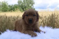 Tucker, a male Golden Retriever for sale in Romulus, NY – 2 of 4