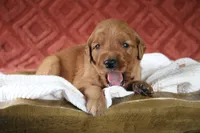 Autumn, a female Golden Retriever for sale in Romulus, NY – 4 of 7