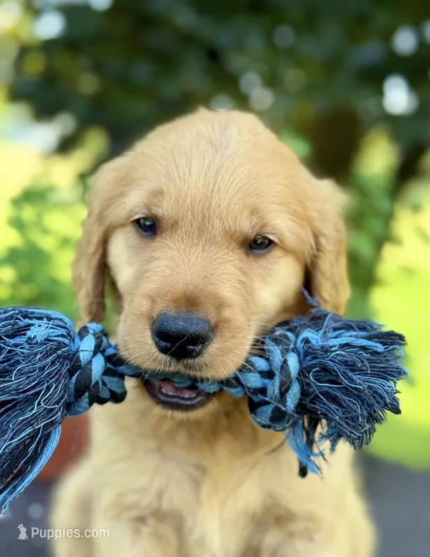 Koda – Golden Retriever puppy for sale in Romulus, NY