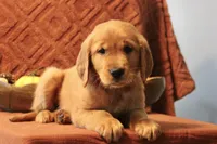 Akira, a female Golden Retriever for sale in Romulus, NY – 2 of 6